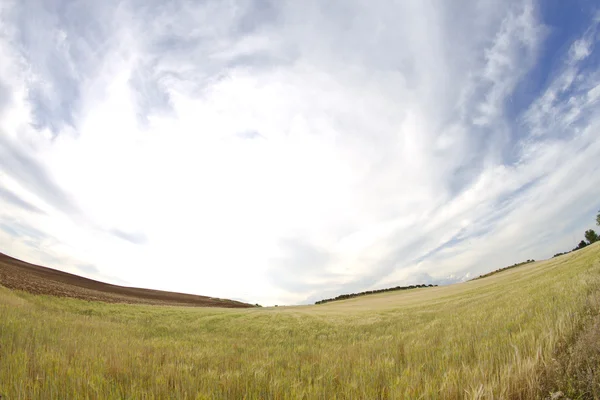 Pšeničné pole, sklizeň. Zlaté pole a modrá obloha. — Stock fotografie