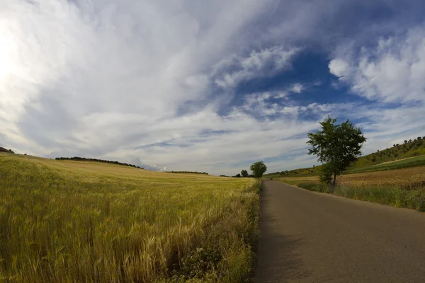 Campo de trigo, cosecha. Campo dorado y cielo azul. — Foto de Stock