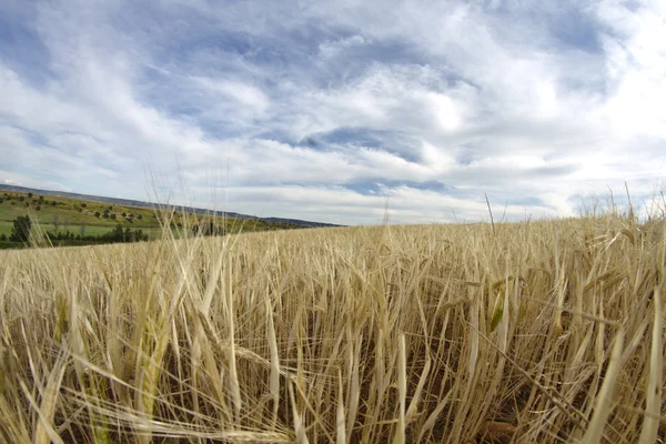 Пшеничное поле, урожай. Золотое поле и голубое небо. — стоковое фото