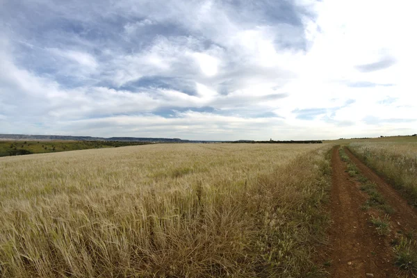 Vetefält, skörd. Gyllene fält och blå himmel. — Stockfoto