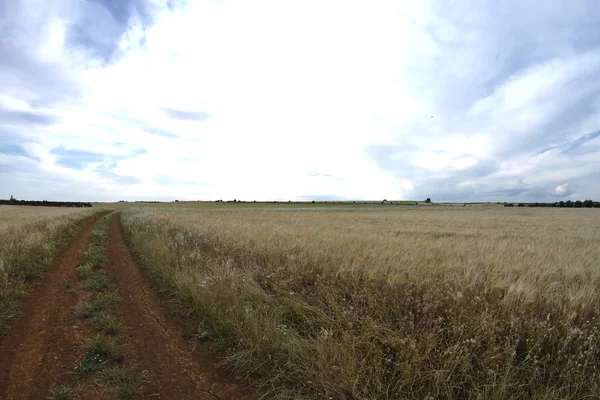 Campo de trigo, colheita. Campo dourado e céu azul. — Fotografia de Stock