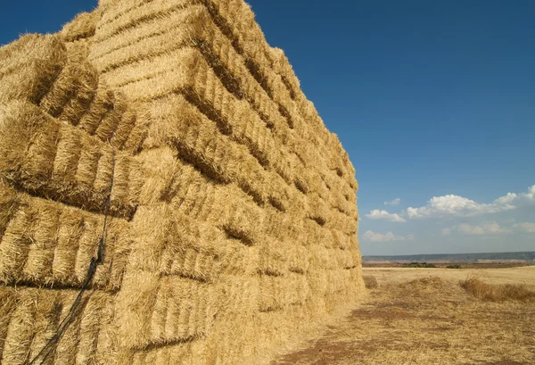 干し草、穀物畑のストロー — ストック写真