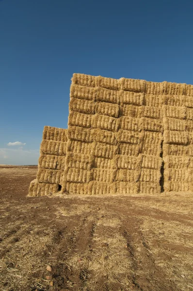 stock image Straws of hay, grain crop field