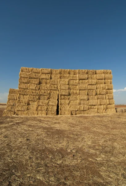 Stock image Straws of hay, grain crop field