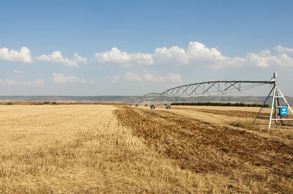 Straws of hay, grain crop field — Stock Photo, Image