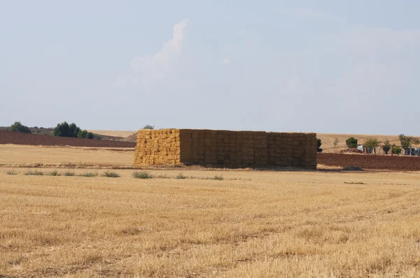 stock image Straws of hay, grain crop field