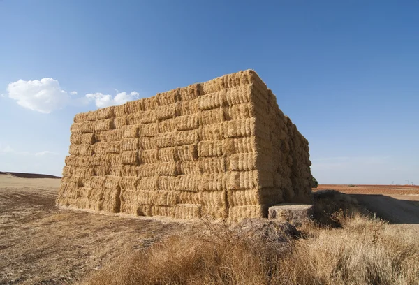 stock image Straws of hay, grain crop field