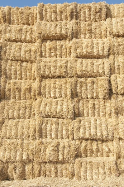 Straws of hay, grain crop field — Stock Photo, Image