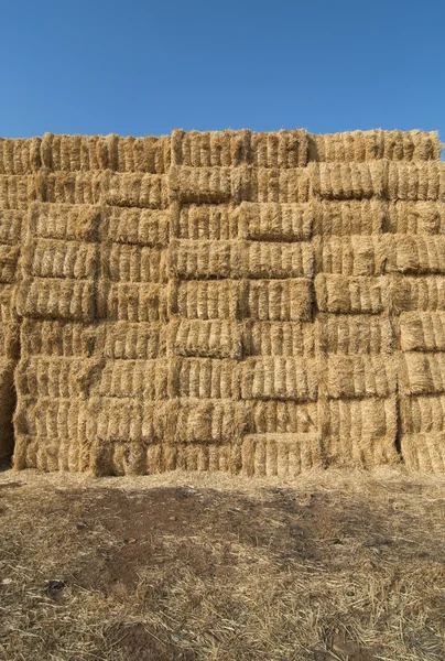 Paglia di fieno, campo coltivato a cereali — Foto Stock