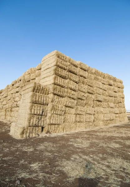 stock image Straws of hay, grain crop field