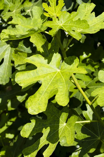 stock image Leaf natural background