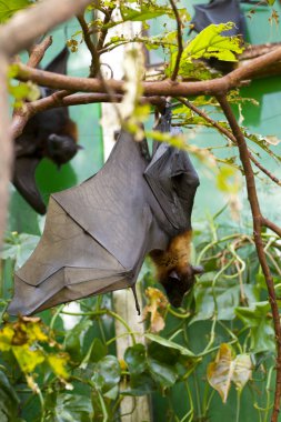 Sleeping giant bat clipart