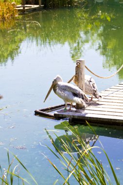 Beyaz Pelikan (Pelecanus crispus)