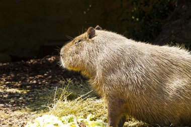 Capibara portresi