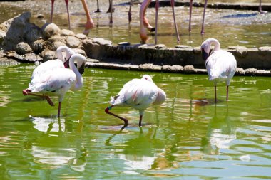 su üzerinde Karayip flamingolar grubu