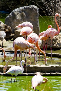 su üzerinde Karayip flamingolar grubu