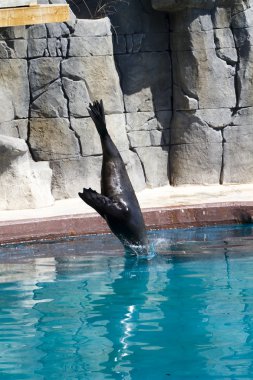 güzel deniz aslanları suya atlama