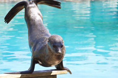 Beautiful sea lion playing in a show of animals clipart