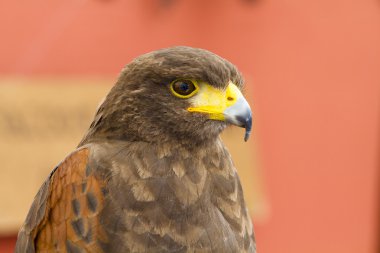 KARANLIK EAGLE