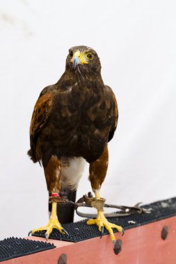 KARANLIK EAGLE