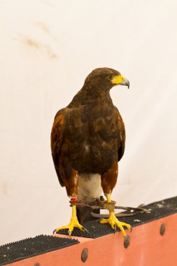 KARANLIK EAGLE