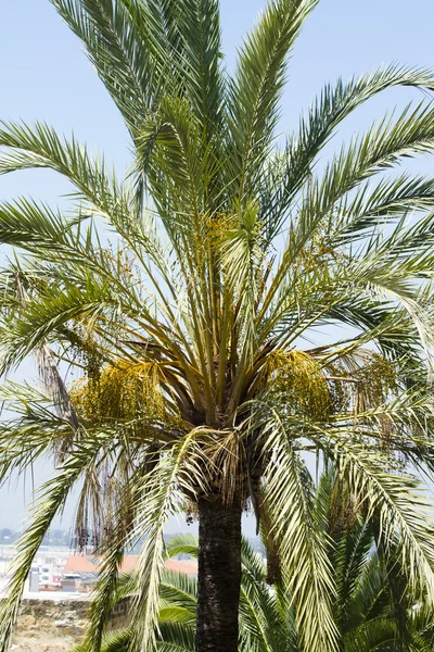Palmowe drzewo w Hiszpanii — Zdjęcie stockowe