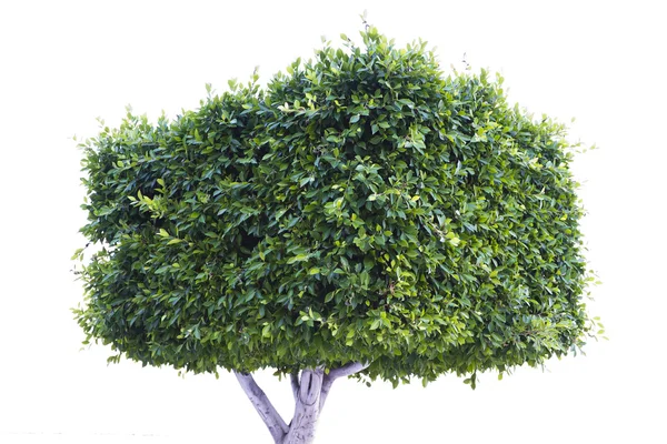 stock image Rectangular tree