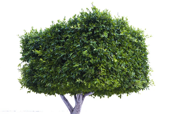 stock image Rectangular tree