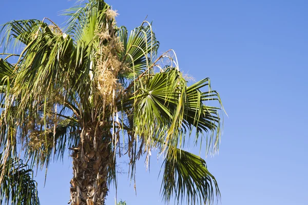 Palmträd i Spanien — Stockfoto