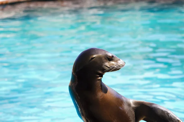 Beautiful sea lion playing in a show of animals — Stockfoto