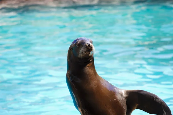 Beautiful sea lion in a natural environment — Stock Photo, Image