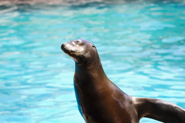 Schöne Seelöwe spielt in einer Show von Tieren — Stockfoto