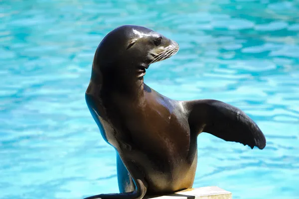 아름 다운 바다 사자 동물의 쇼에서 재생 — 스톡 사진
