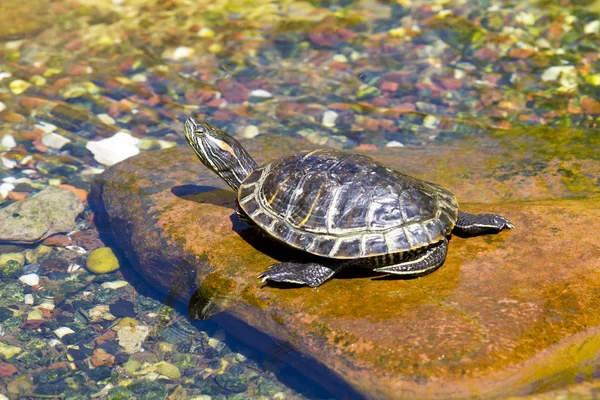 Brown turtle on river — Stock Photo, Image