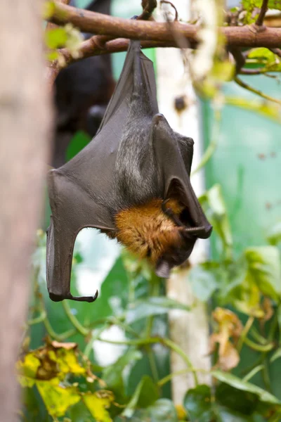 睡巨型蝙蝠 — 图库照片