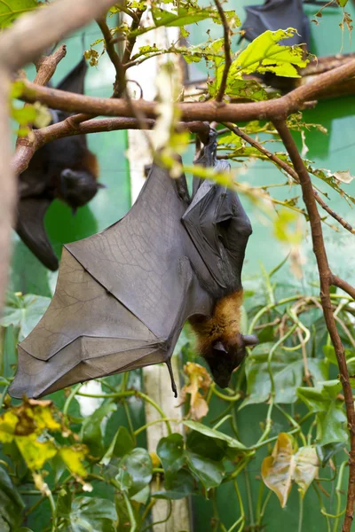 睡巨型蝙蝠 — 图库照片