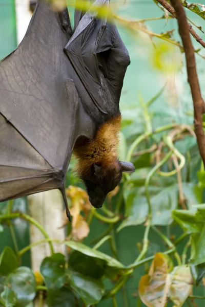 stock image Sleeping giant bat