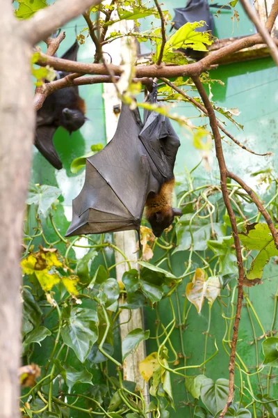 Sleeping giant bat — Stock Photo, Image