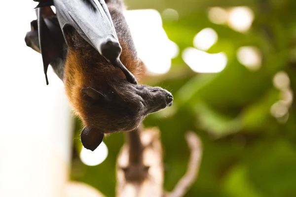 Sleeping giant bat — Stock Photo, Image