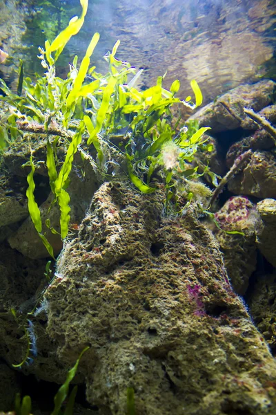 stock image Reef with a hard and soft corals and tropical fish