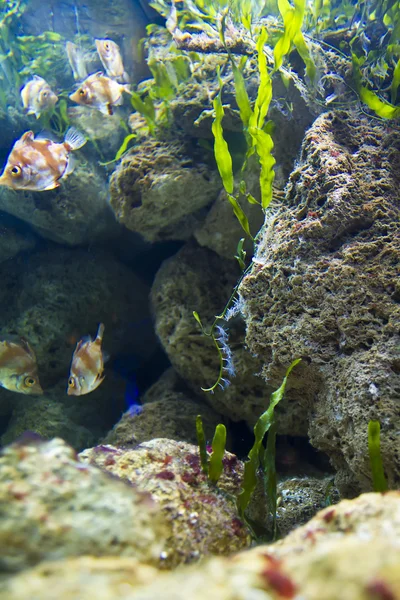 Riff mit Hart- und Weichkorallen und tropischen Fischen — Stockfoto