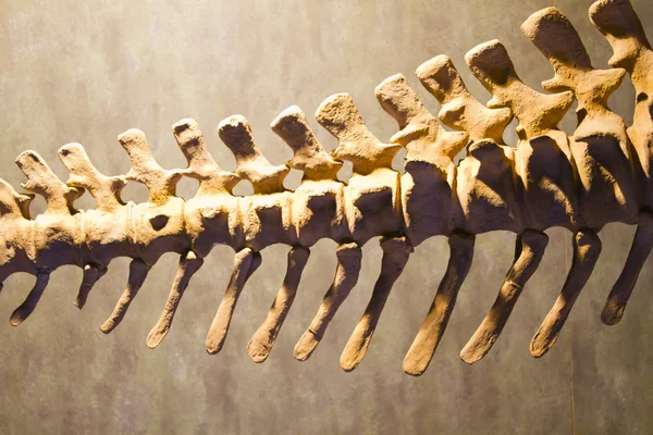 Dinosaur bones, educational exposure — Stock Photo, Image