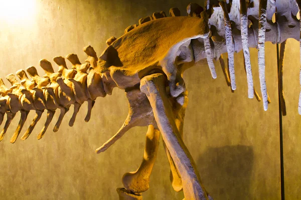 Kości dinozaurów, ekspozycji edukacyjnej — Zdjęcie stockowe