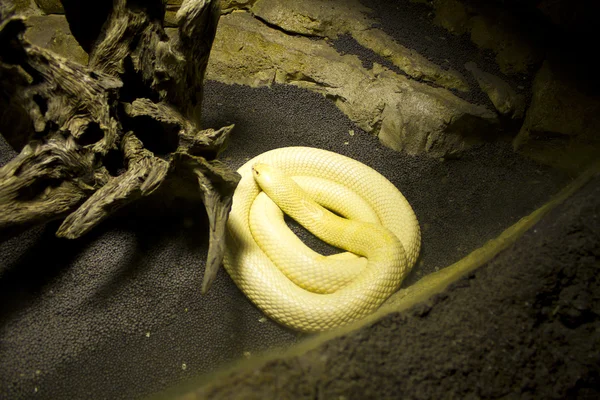 Cobra de monóculo Albino — Fotografia de Stock