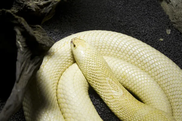 Albino Monocle Cobra — Stock Photo, Image