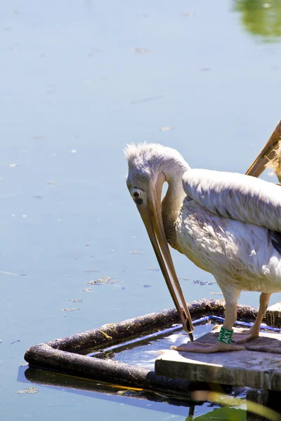 Biały (Pelecanus crispus pelikan) — Zdjęcie stockowe