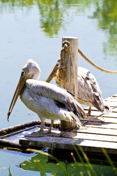 Witte pelikaan (Pelecanus crispus) — Stockfoto