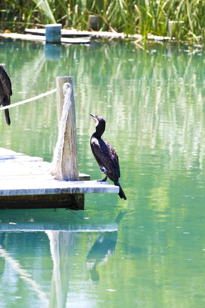 Black cormorant — Stock Photo, Image