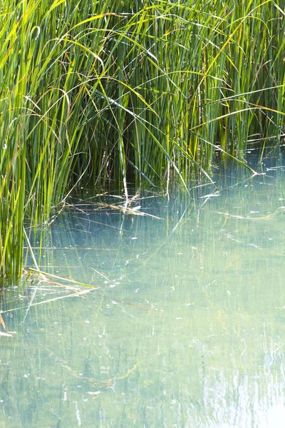 Agua preciosa y estanque con cañas —  Fotos de Stock