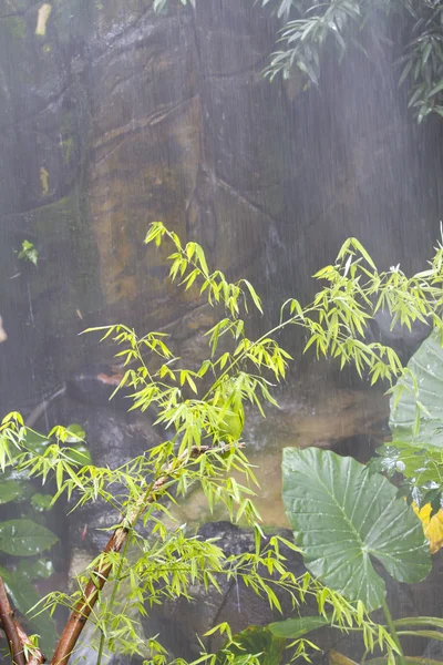 Dschungel am Monsun. — Stockfoto
